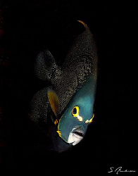 This image of a French Angelfish was taken at Paso De Ced... by Steven Anderson 